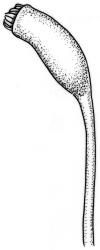 Fifea aciphylla. Capsule. Drawn from A.J. Fife 9168, CHR 476986.
 Image: R.C. Wagstaff © New Zealand Institute for Bioeconomy Science Limited 2026 CC-BY 3.0 NZ